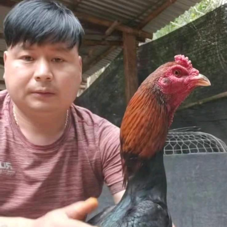 武哥越南实地选鸡