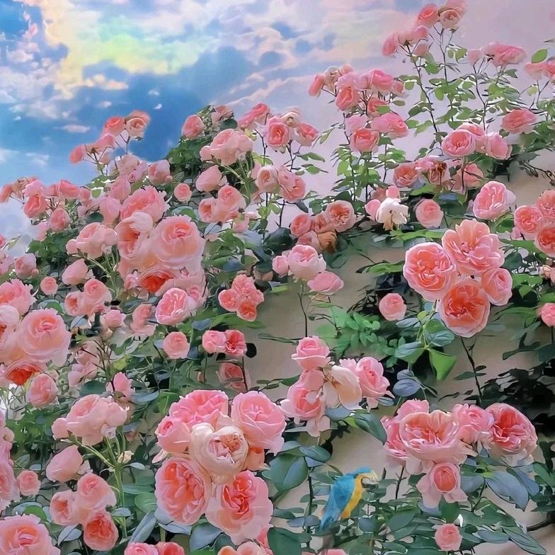 小林佳-花花礼物