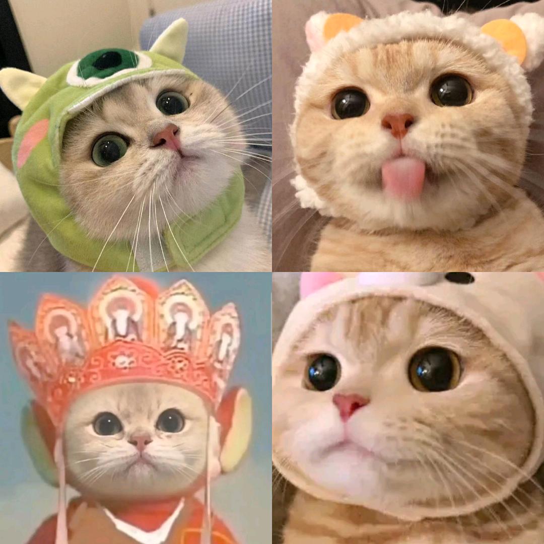 噜啦追星日记