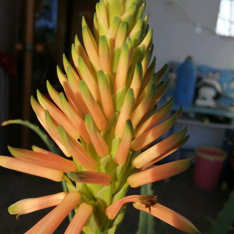 岳成芳