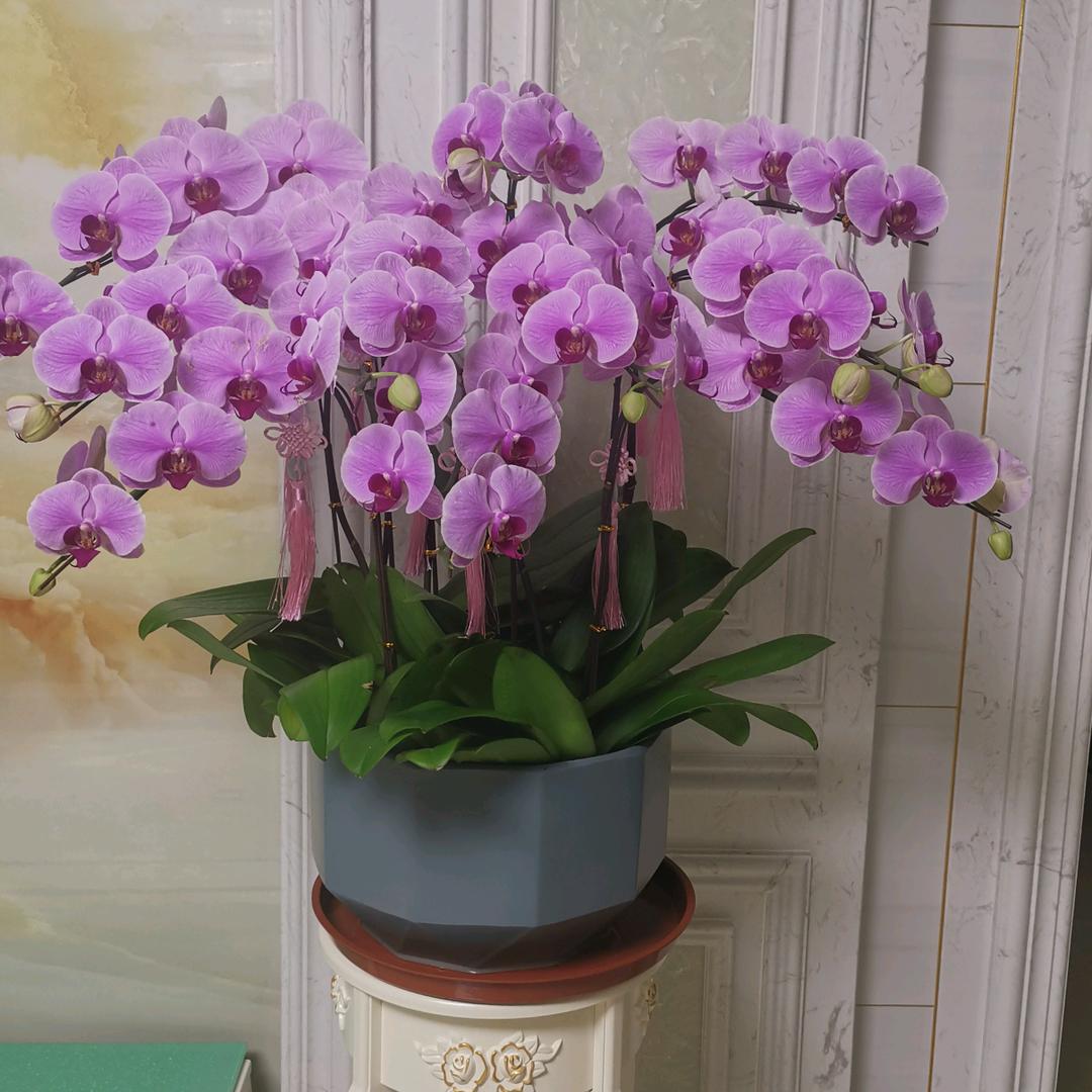 美丽兰花