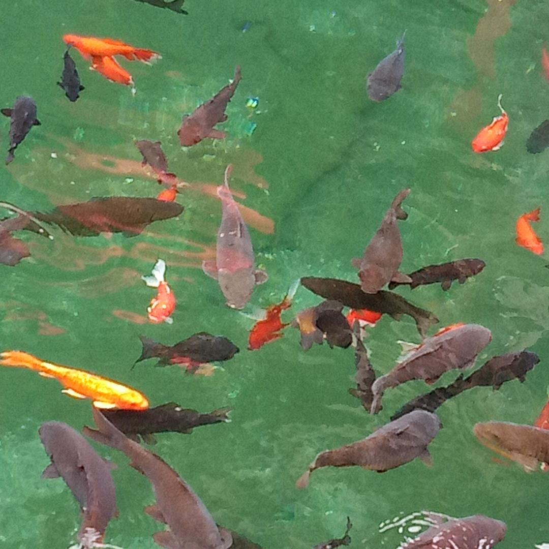 随风飘扬