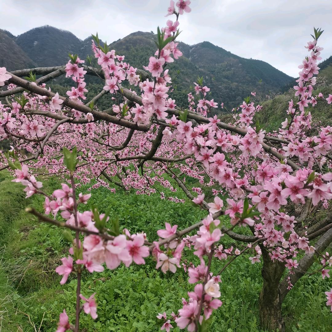 知足常乐