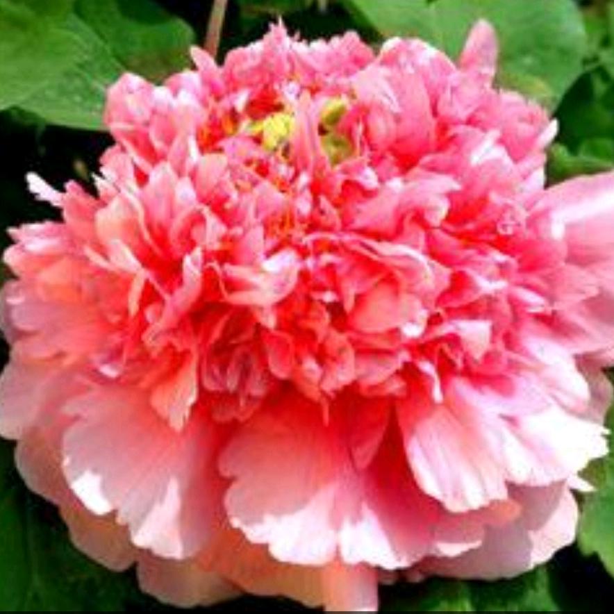 平安是福👸🌹