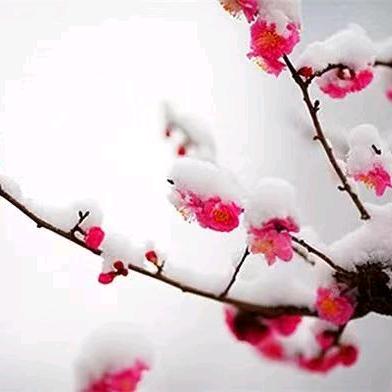 雪梅