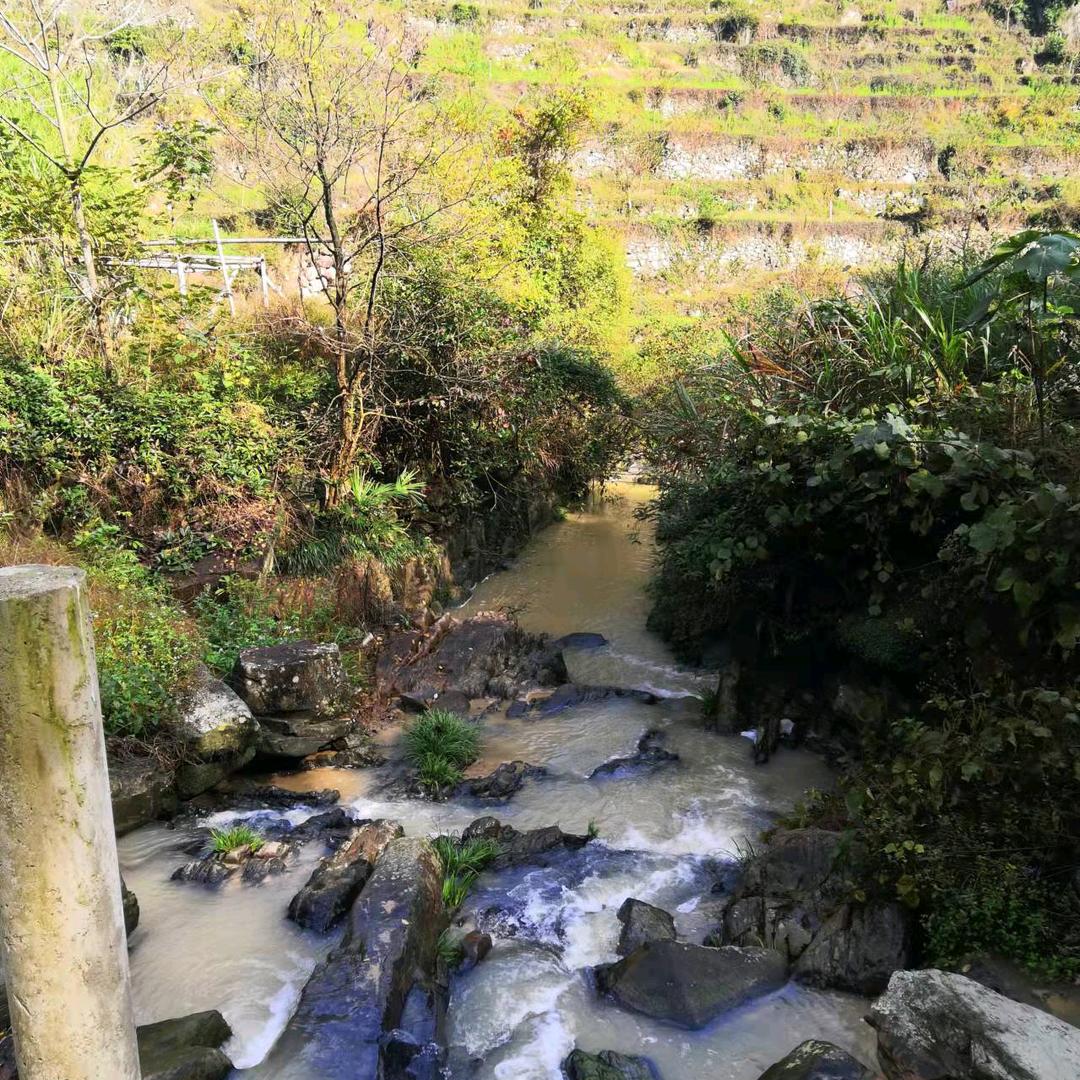 媚媚百合