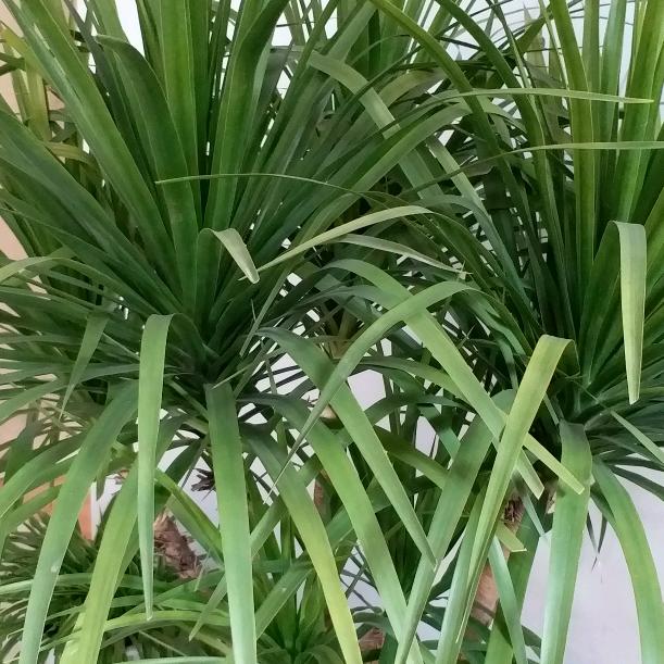 妞妞……