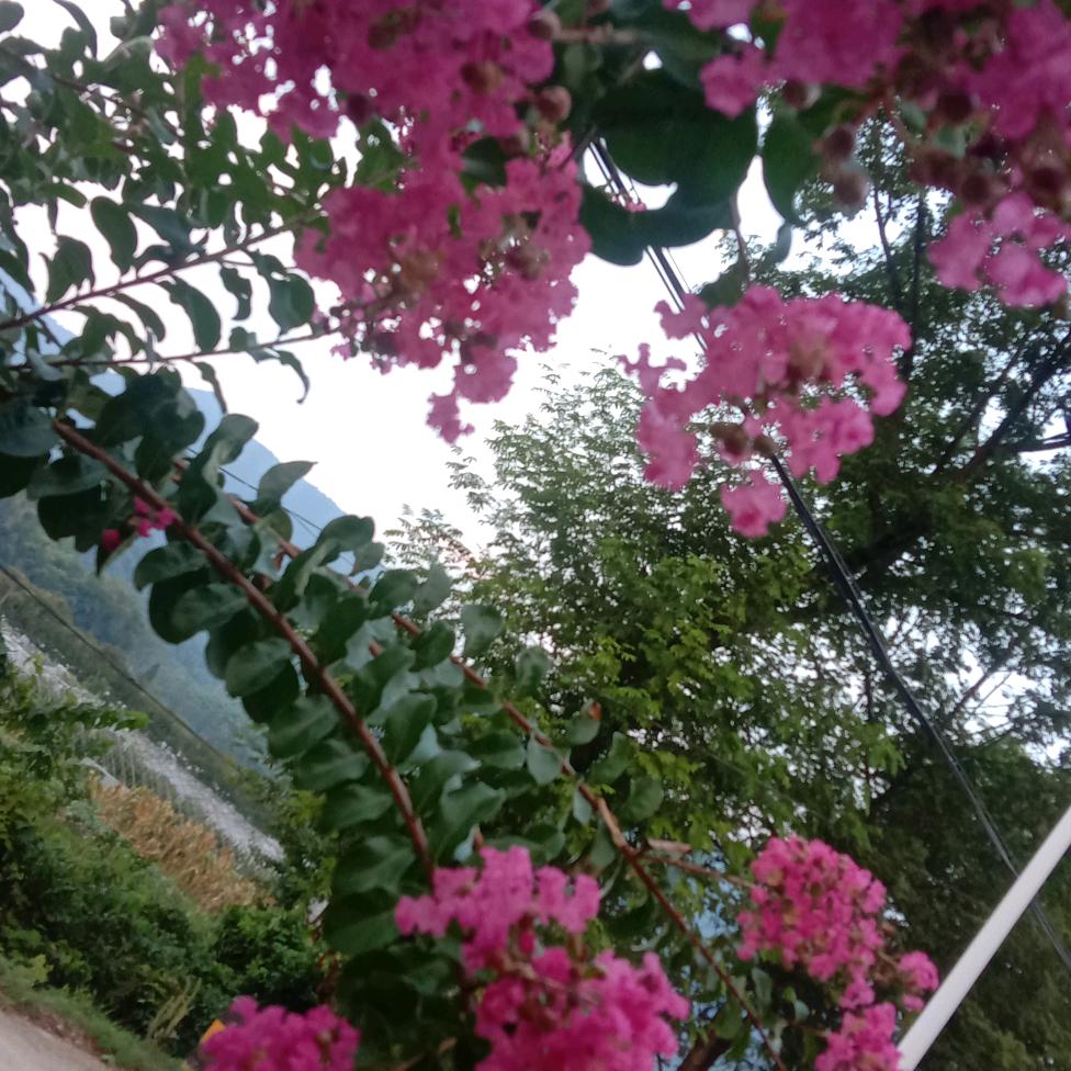 桃花盛开🌹🌹🌹🌹🌻🌻🌻