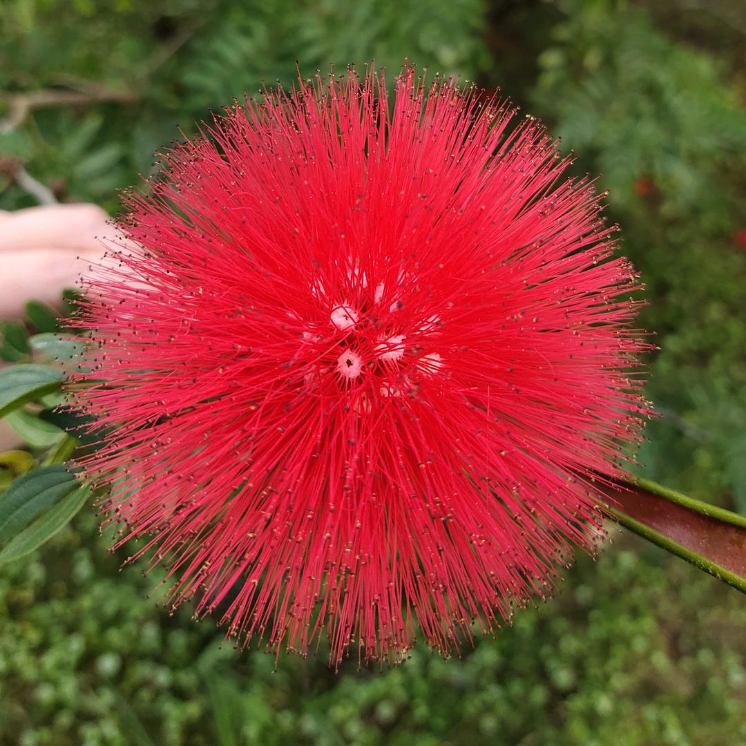 骥哥