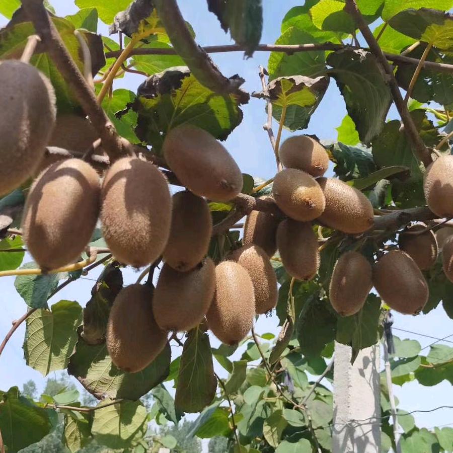 汝州市汝河滩猕猴桃采摘园官方号