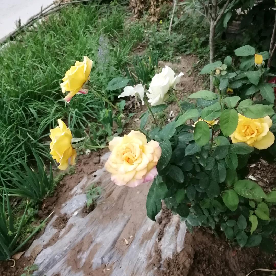 老纪