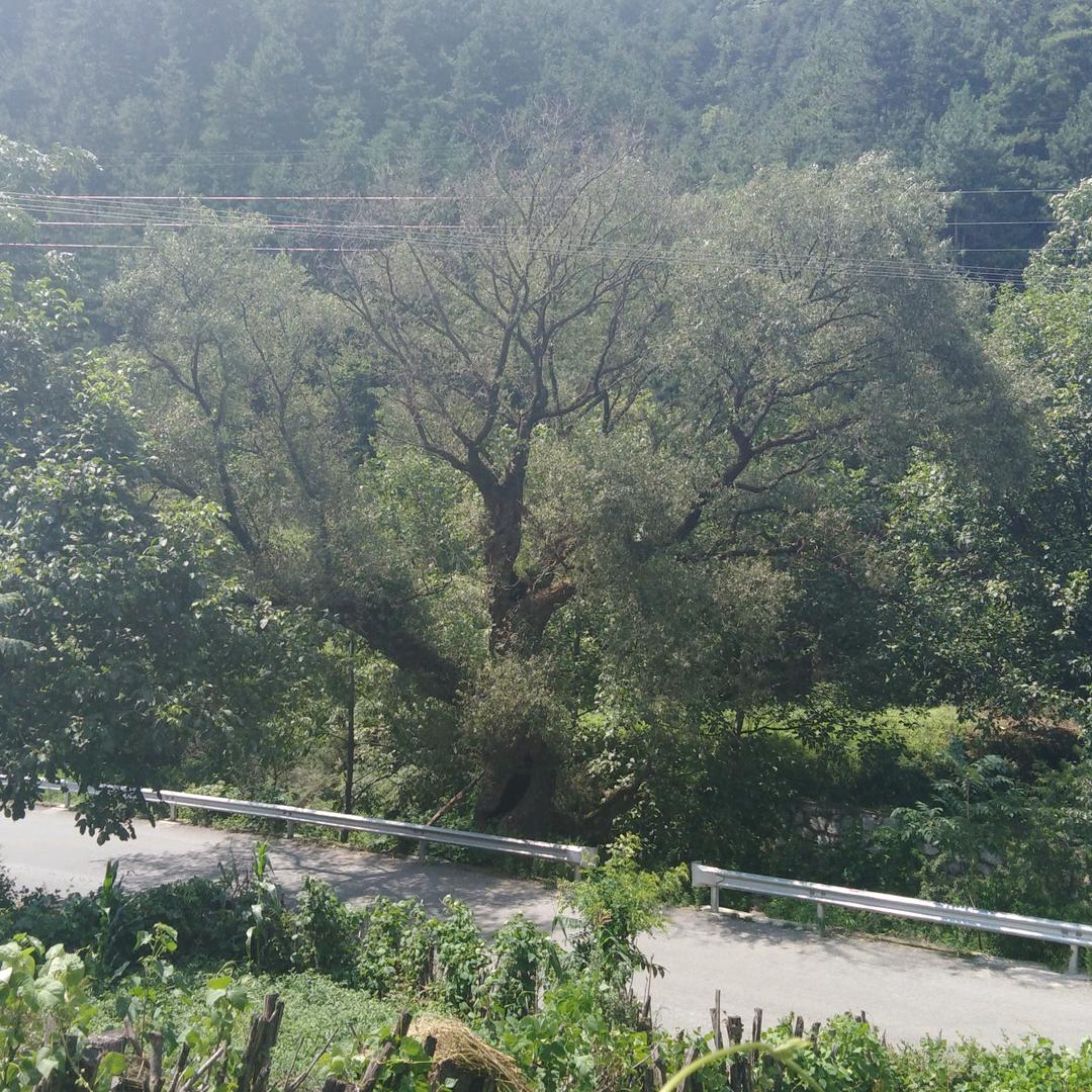 楊