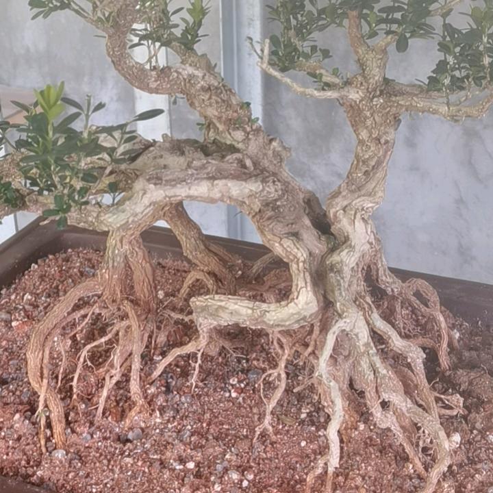 漳平诚信花木
