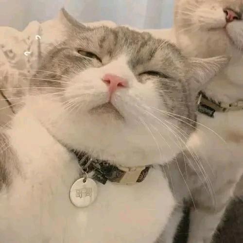 绵花糖的小馋猫