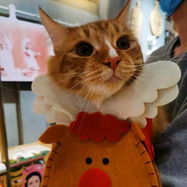 蛋黄是只猫