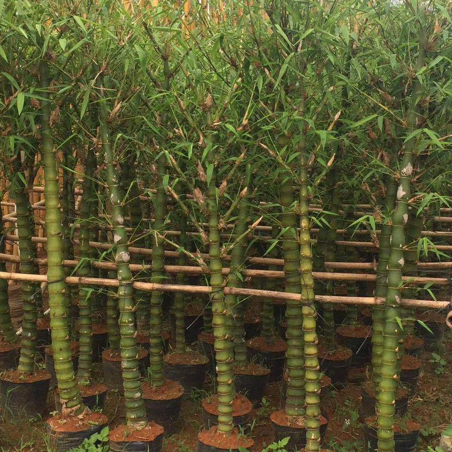 鑫艺绿植园艺