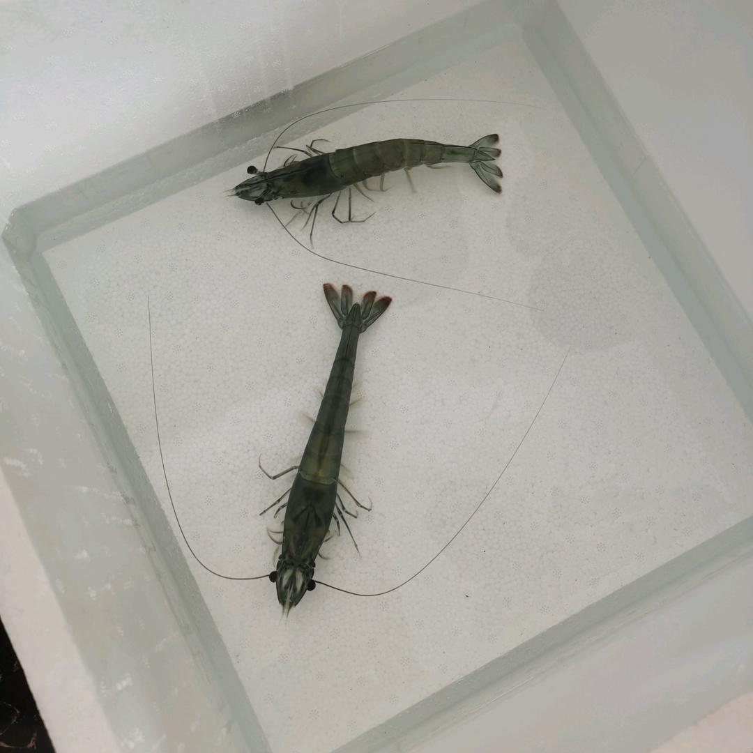 苏同学～虾扯淡