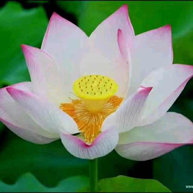 一个爱笑的女人