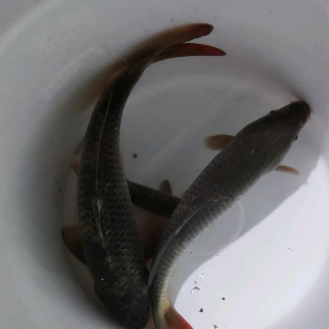 🌈小喵钓鱼🎣