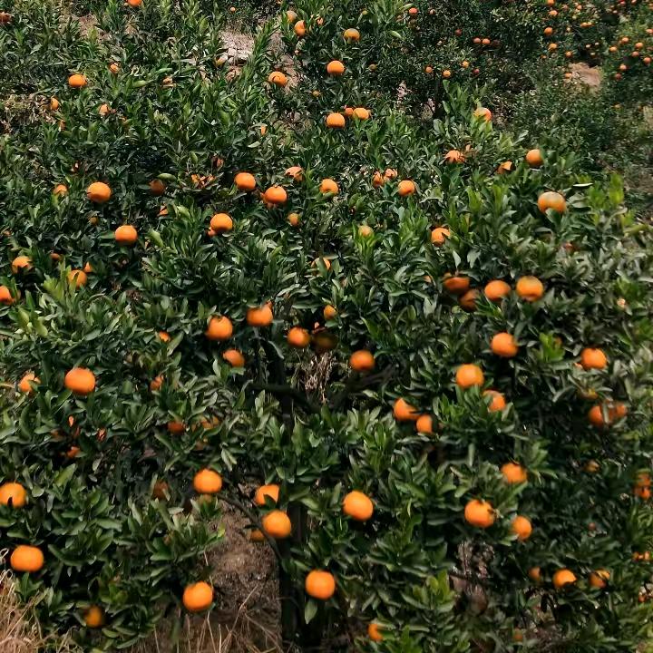 有绿千里来相会