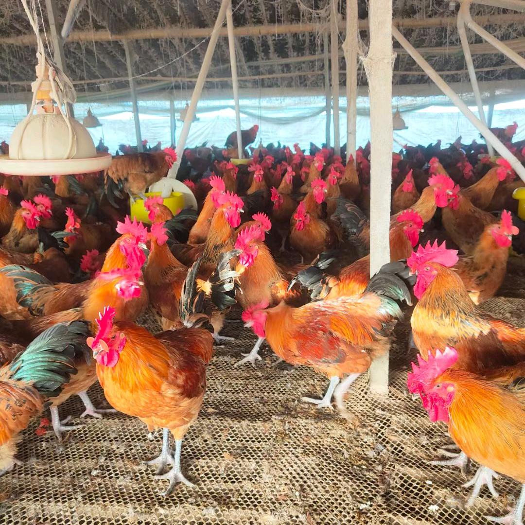 徐州平楼牧业科技有限公司