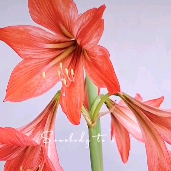 ❤️心雨