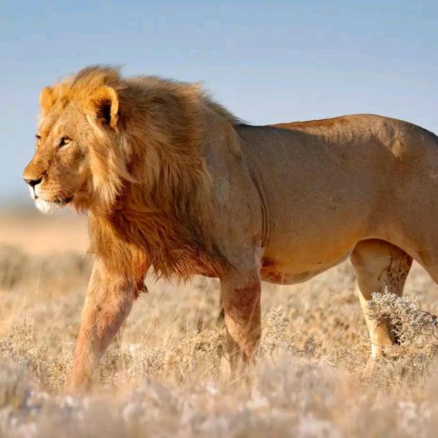 丈地老烩面(昌盛店)