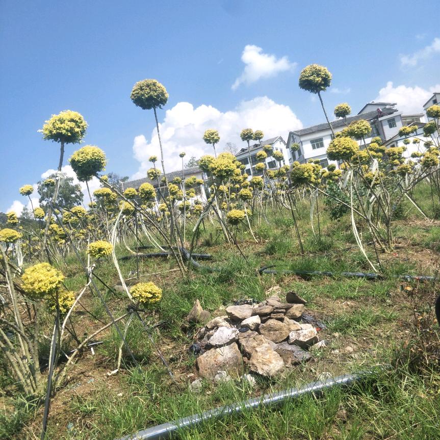 双胞记（互粉）