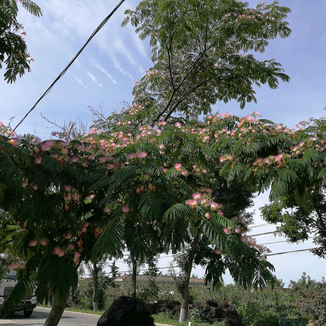 老郑（电吹管）