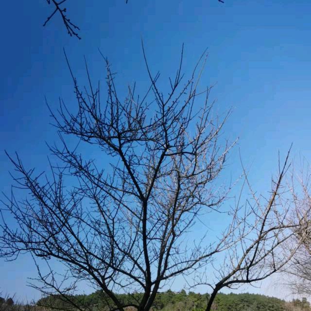 ZY晨曦