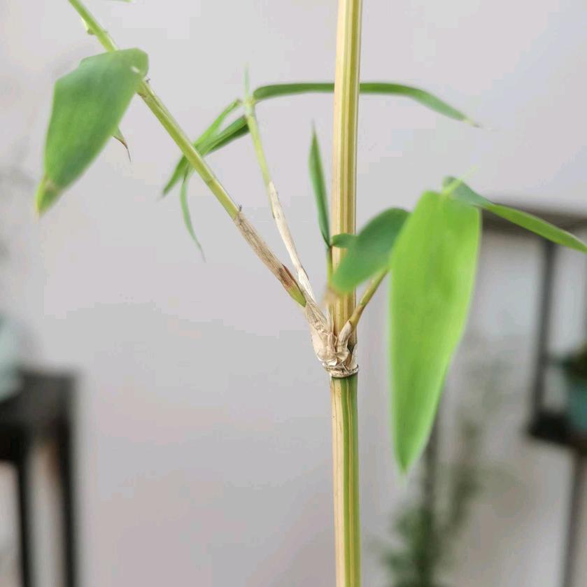 竹园兰苑-（竹兰批发）
