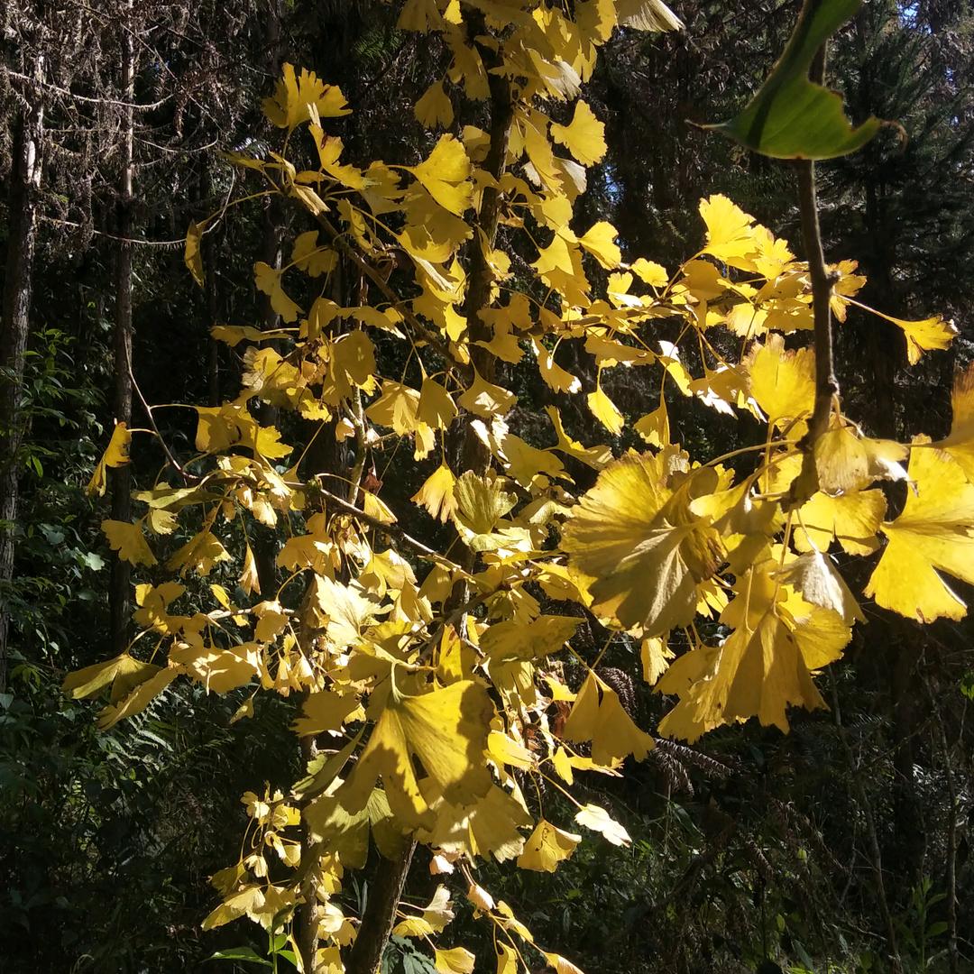 啊德44454然人377