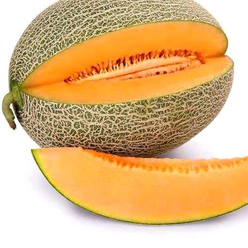 赵文玉金丰蜜瓜