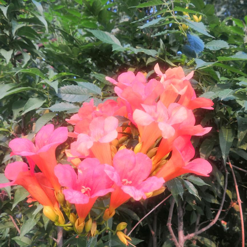 五花rou