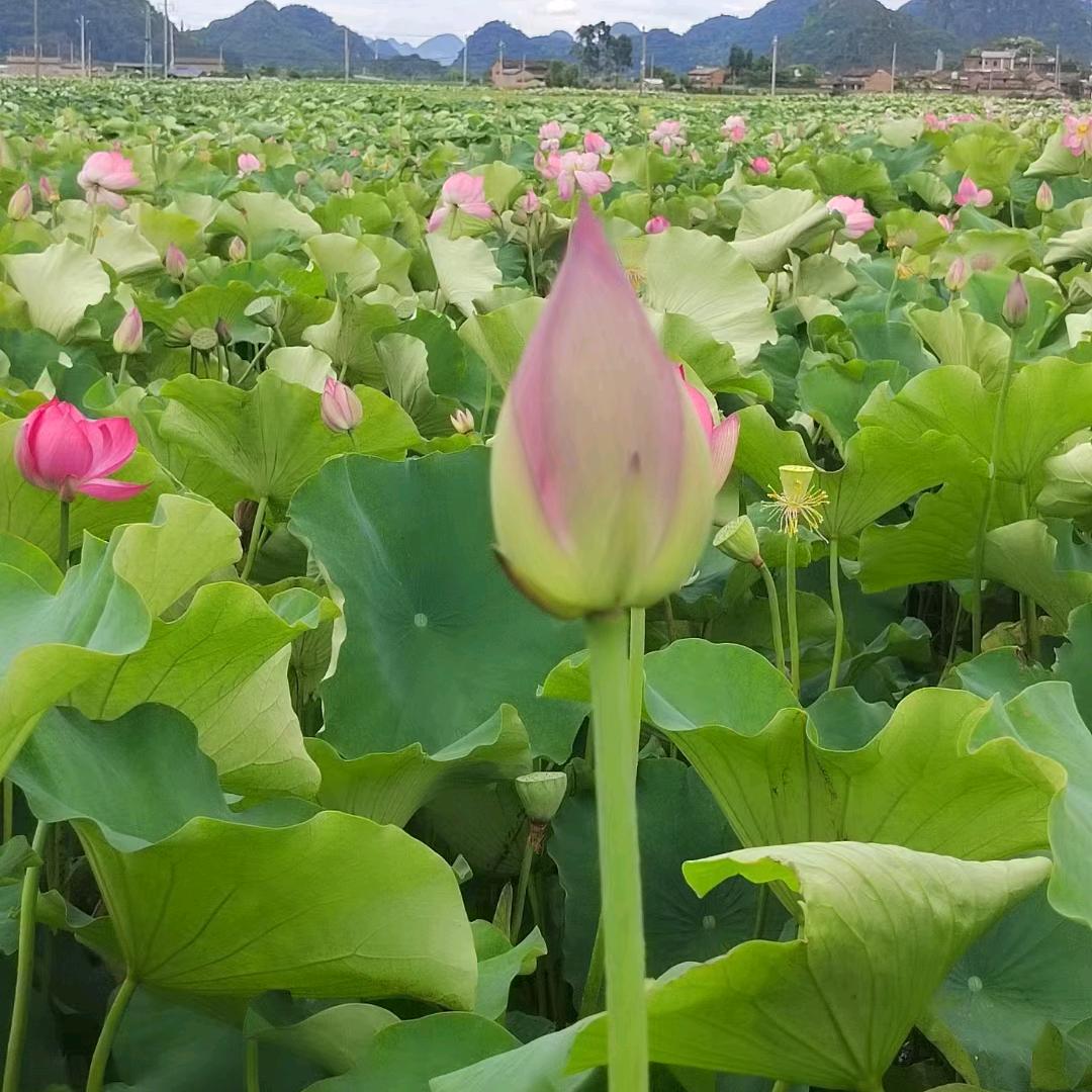 学会看淡