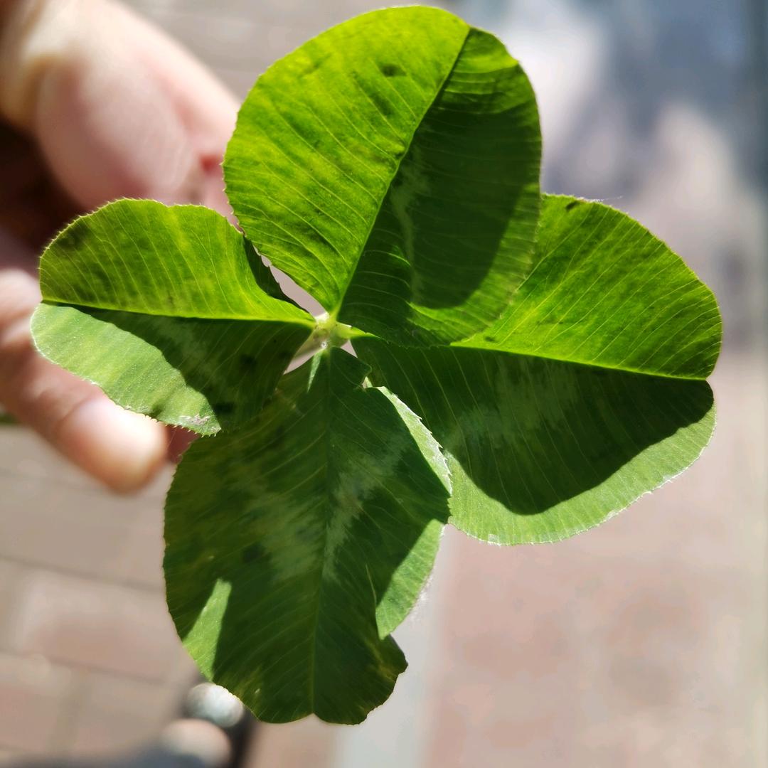 🍀✌︎' ֊'好运加满（淇乐）