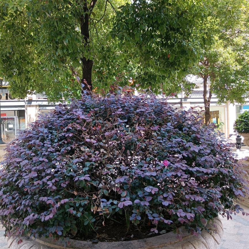 九月菊花