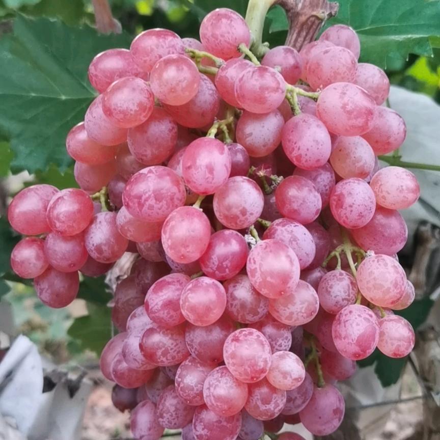 珍藏我心