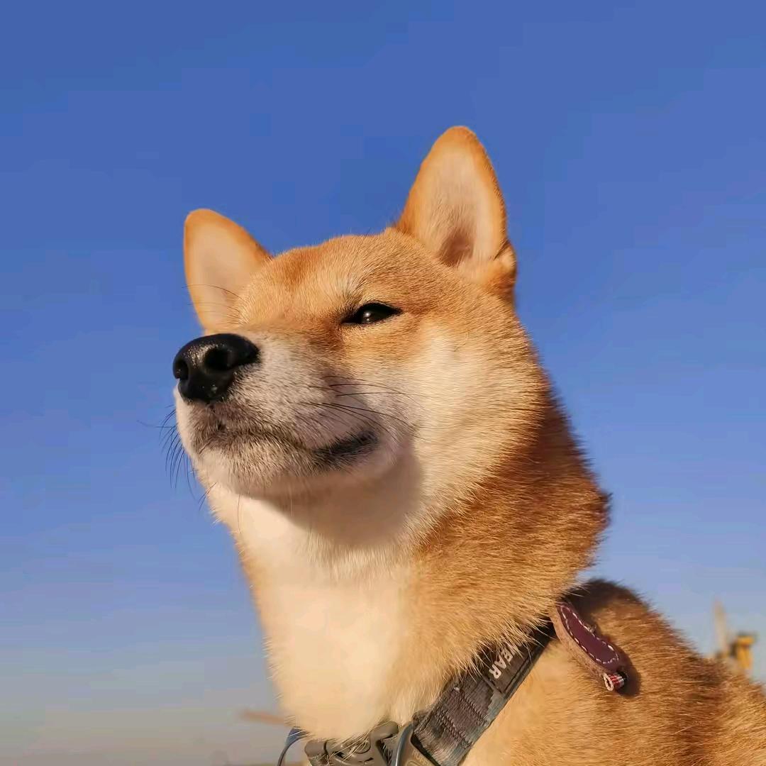 盘点笑笑菌
