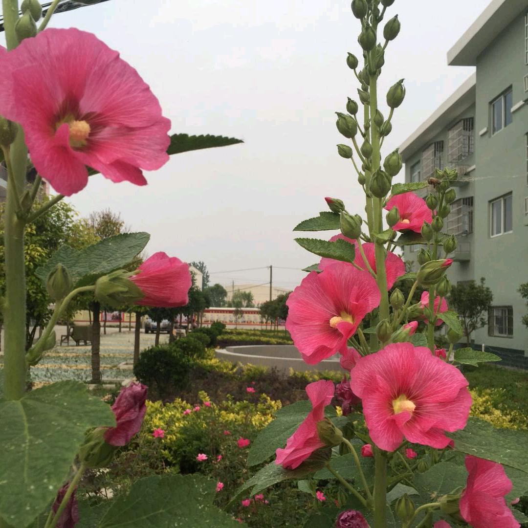 天使之翼yan