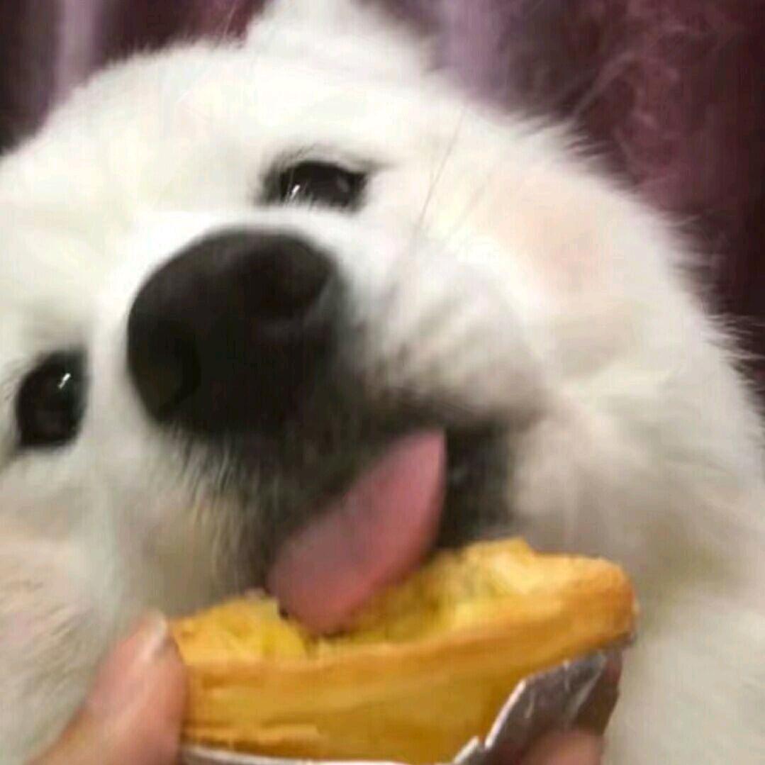 蛋挞皮