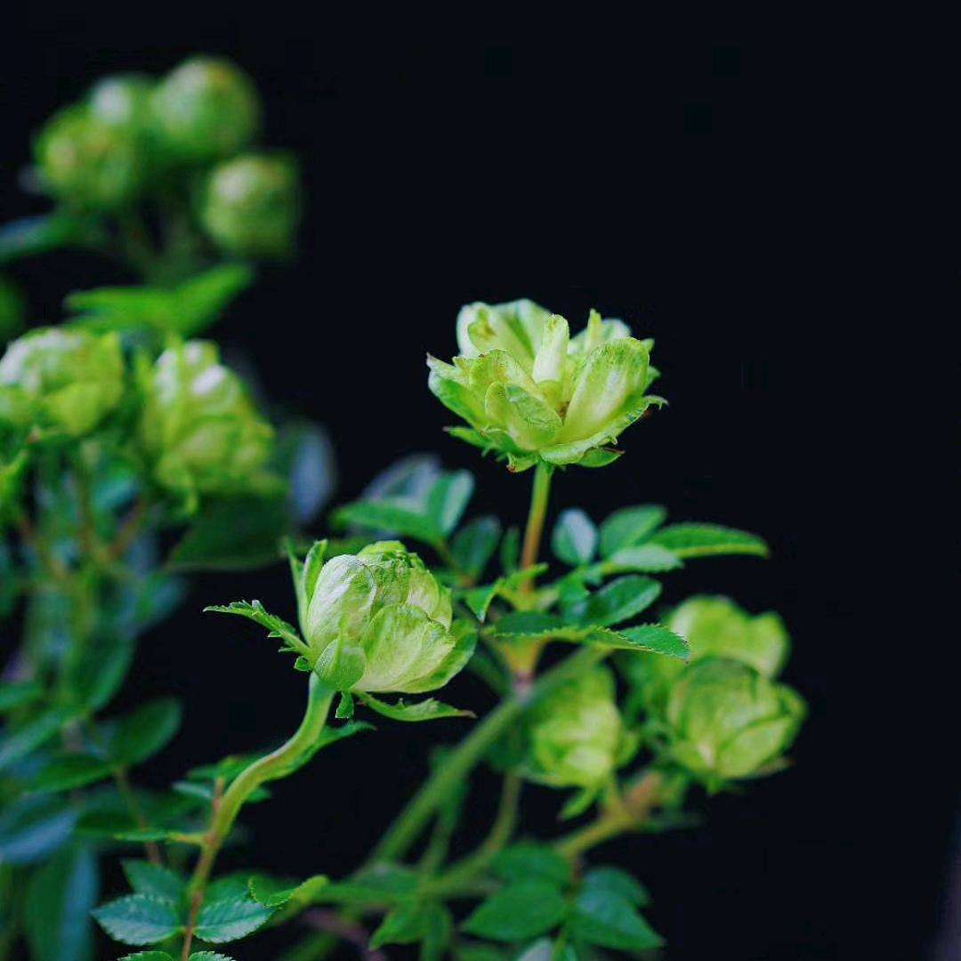 植物新品种陈达