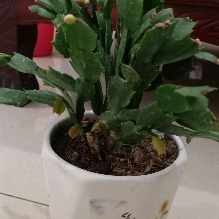 偷吃月亮🌙