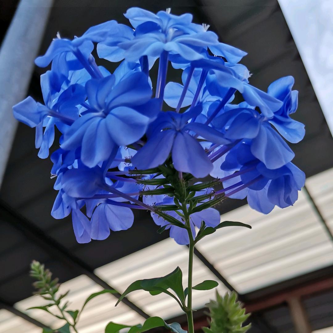 草帽哥
