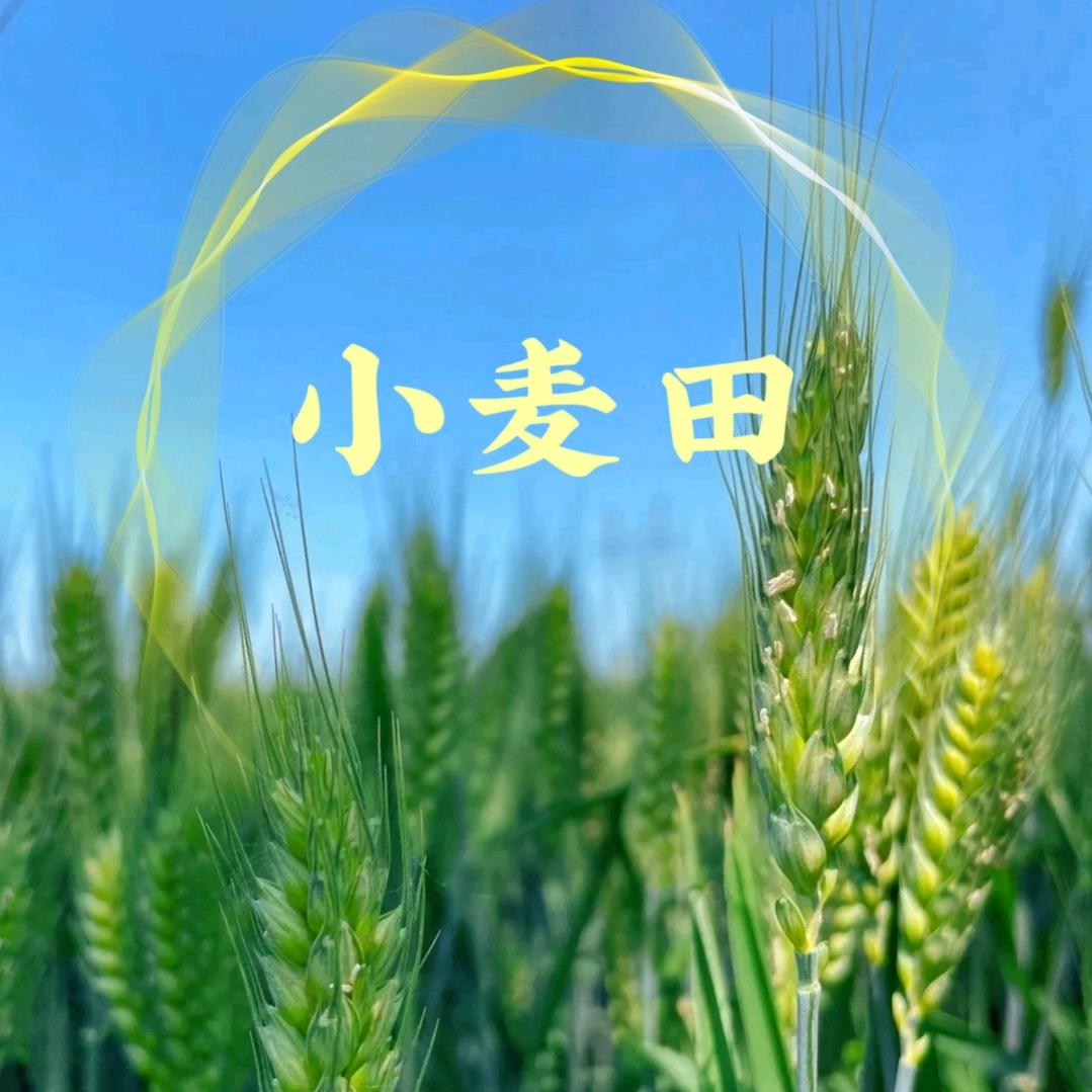 小麦田