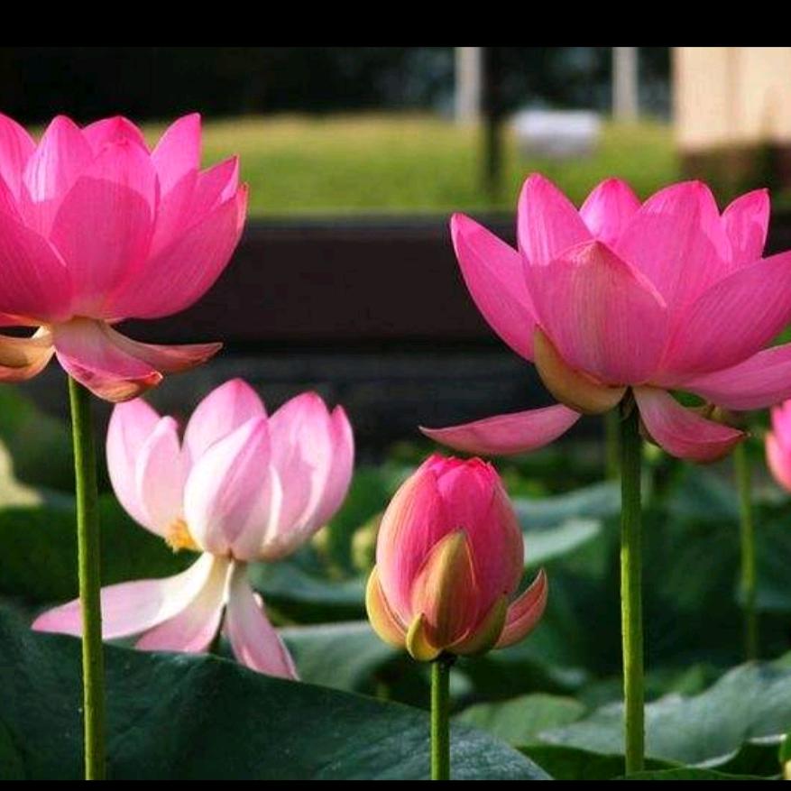 秀芹