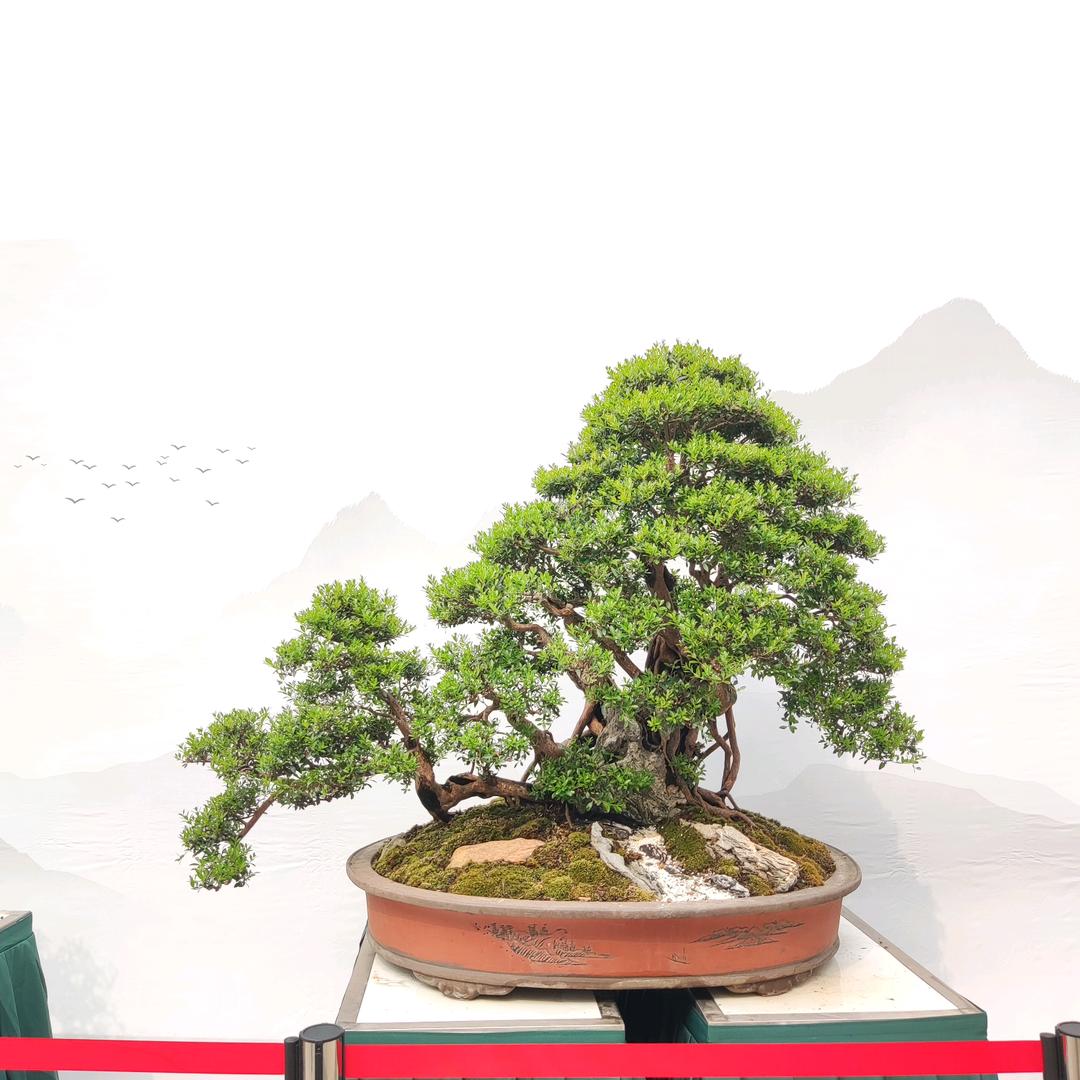 老王说盆景