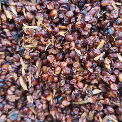 柯亮，五粮糟，朗糟  舍得糟