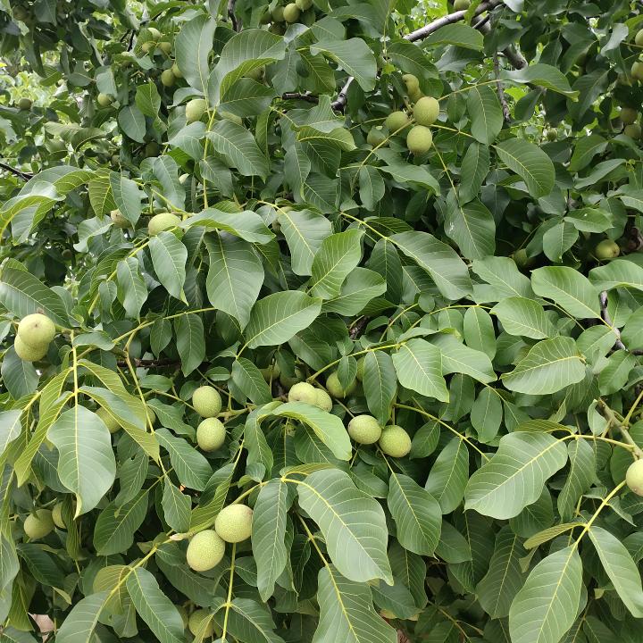师东芳