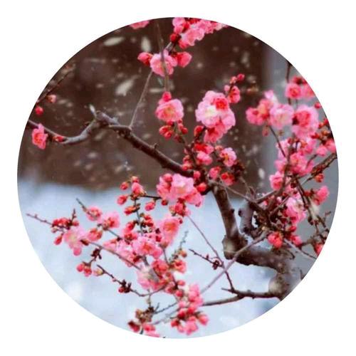 寒梅傲雪